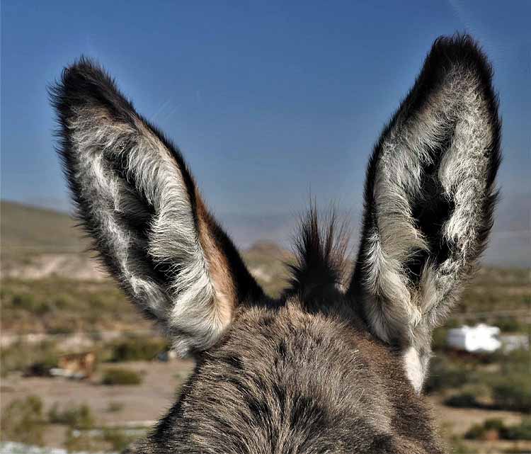 donkeys on road